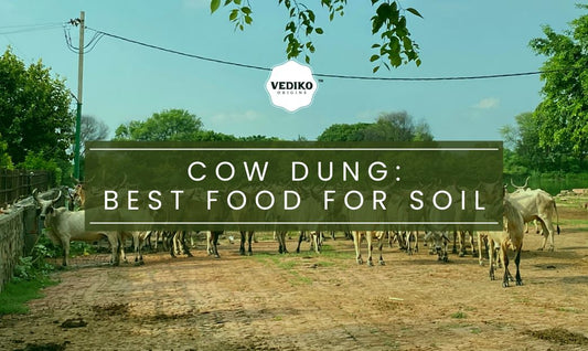 Cow Dung - The Best Food For Soil